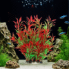 Realistic Red and Green Aquarium Plant