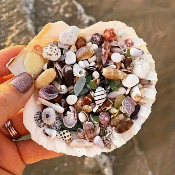 Screenshot 2025-11-30 at 16.25.58 30g Assorted Mini Shells for Crafts and Aquariums