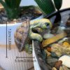 Screenshot 2025-11-30 at 17.33.25 Large Climbing Turtle Statue Aquarium Decor